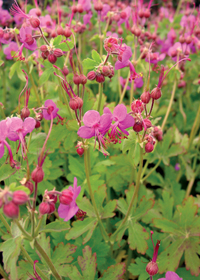 Geranium macrorrhizum